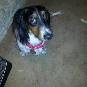 Meet your Posher, Lisa